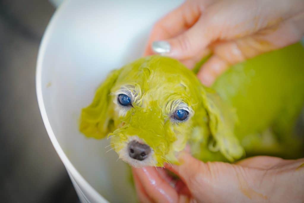 DogSalon Moria (ドッグサロンモリア) 埼玉県熊谷市円光のトリミングサロン